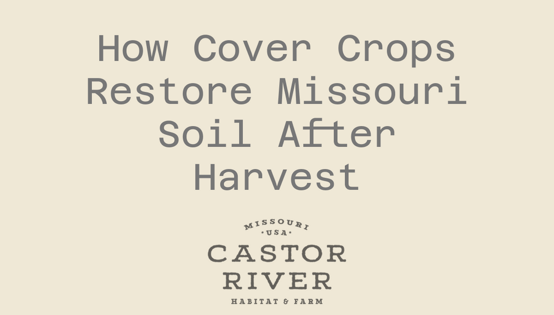 How Cover Crops Restore Missouri Soil After Harvest