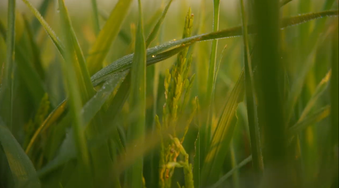 Growing Flavor, Not Just Yield: What We Believe About Rice