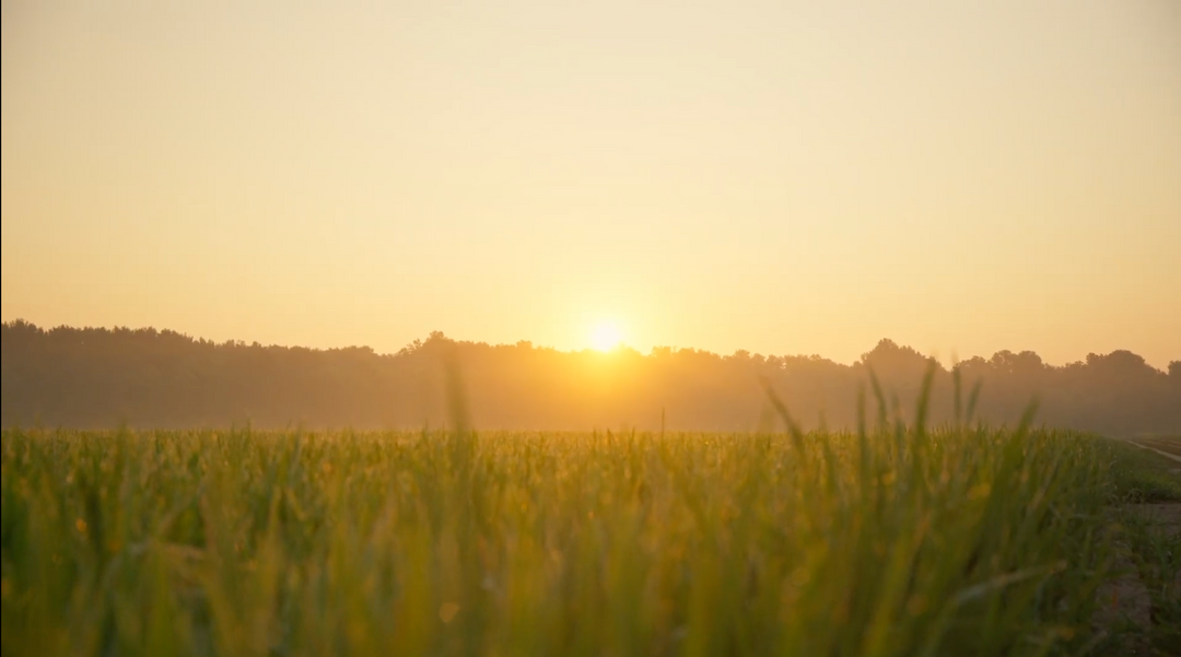 What Happens When You Stop Tilling (And Start Listening to the Soil)