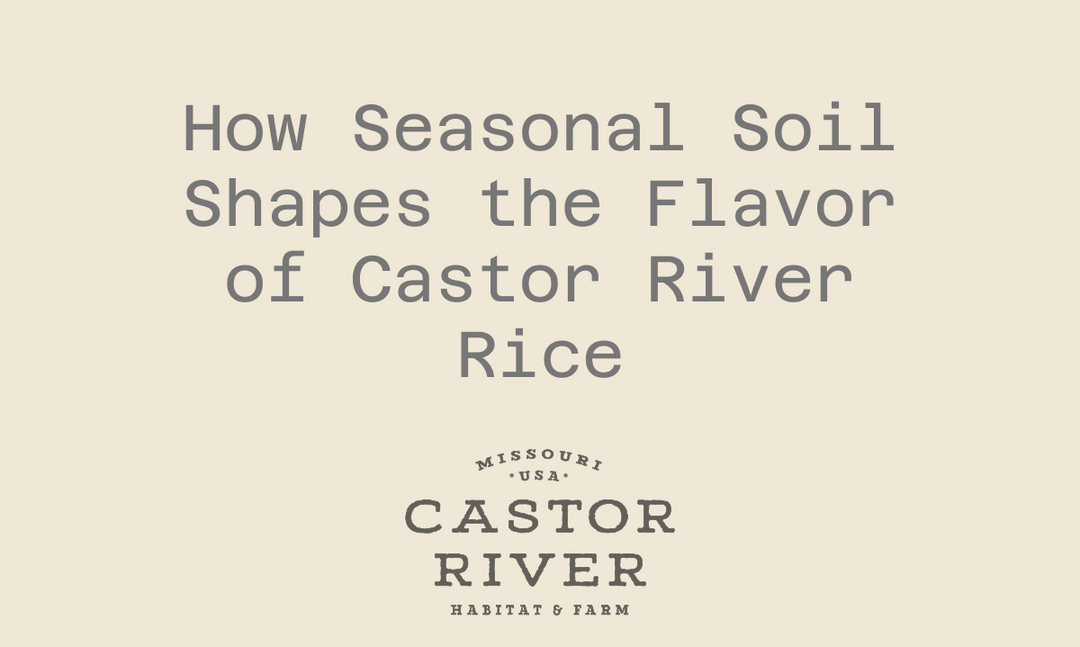 How Seasonal Soil Shapes the Flavor of Castor River Rice