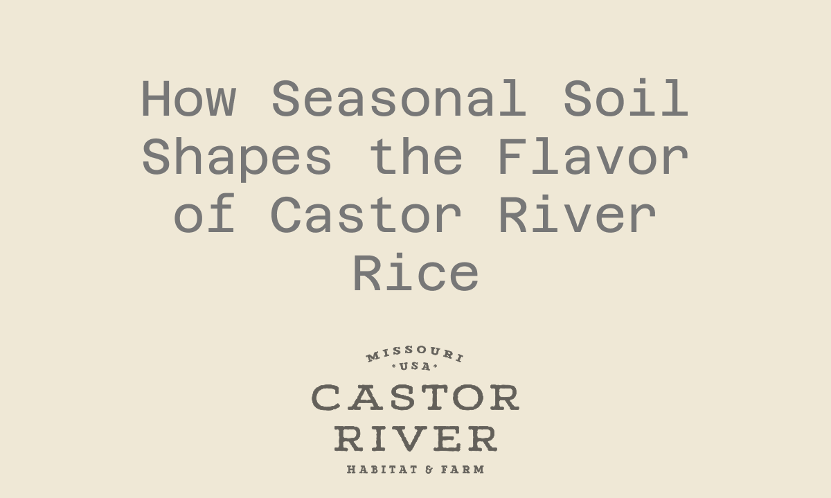 How Seasonal Soil Shapes the Flavor of Castor River Rice