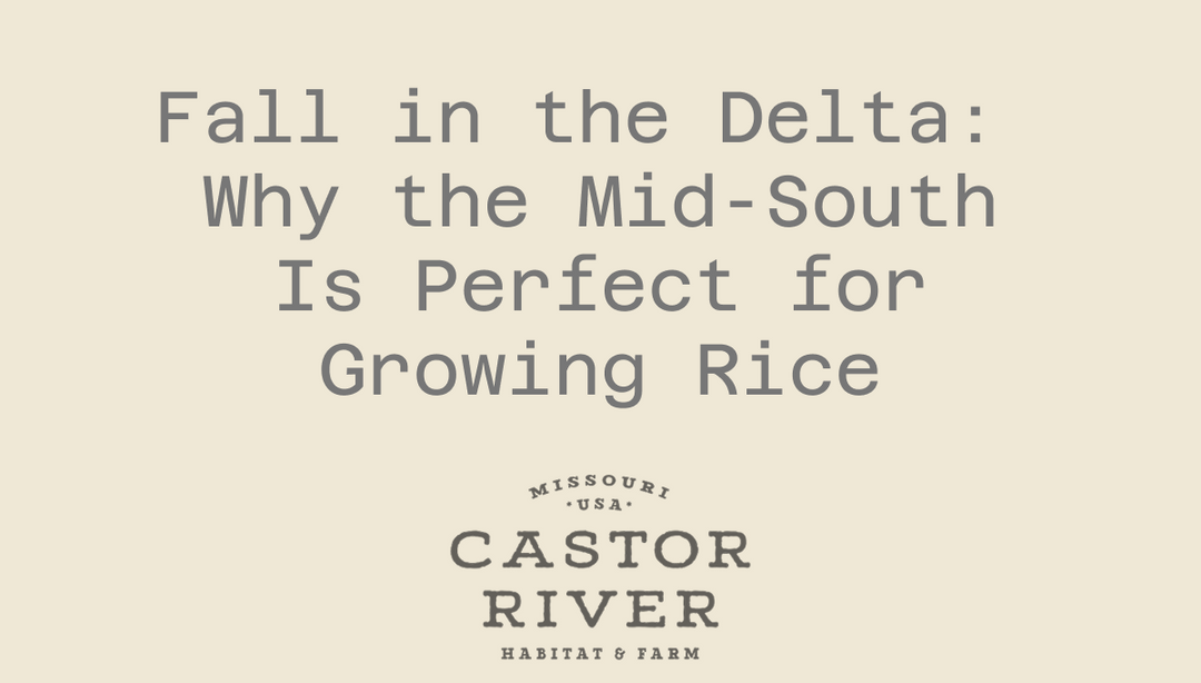Fall in the Delta: Why the Mid-South Is Perfect for Growing Rice