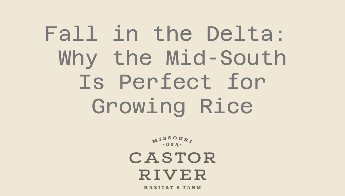Fall in the Delta: Why the Mid-South Is Perfect for Growing Rice