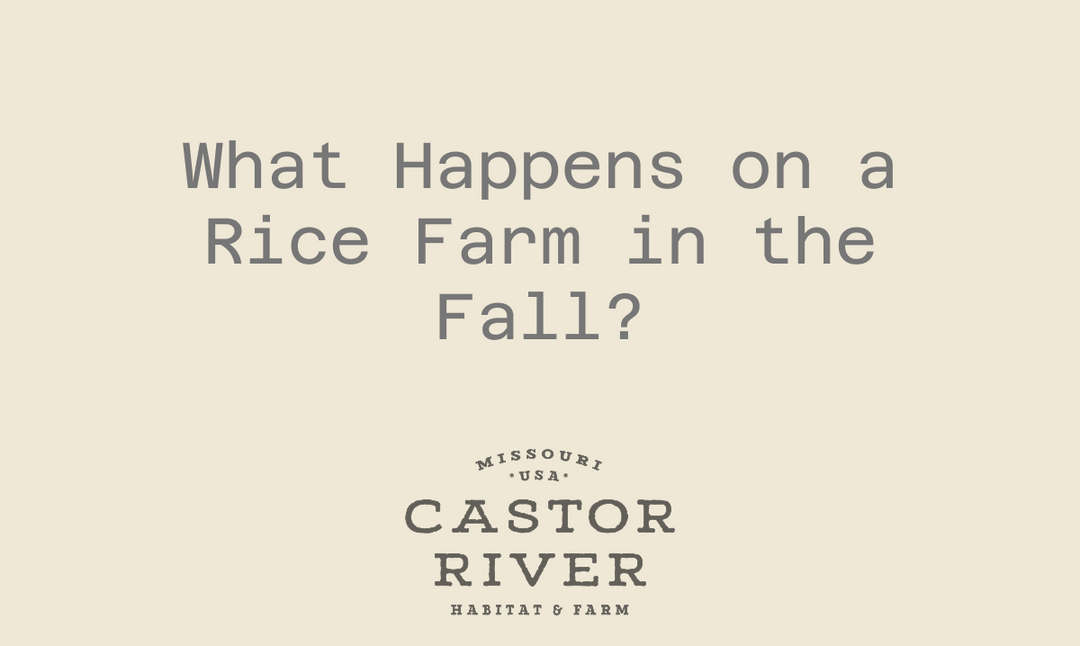 What Happens on a Rice Farm in the Fall?