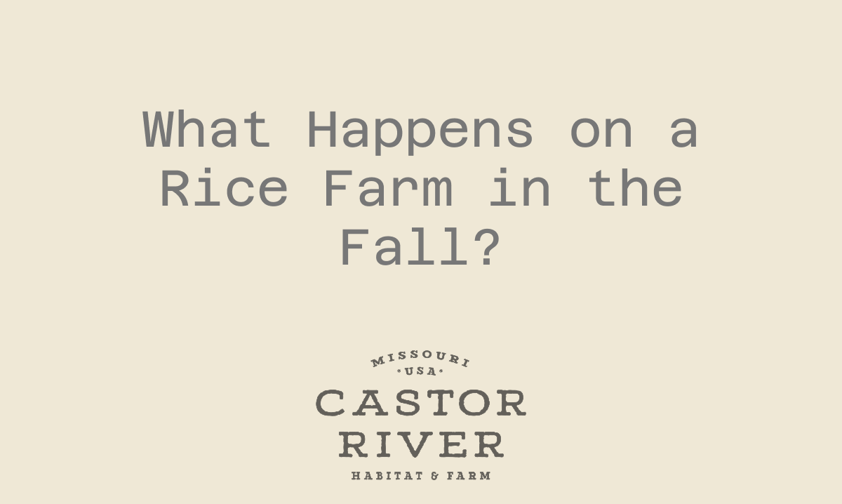 What Happens on a Rice Farm in the Fall?