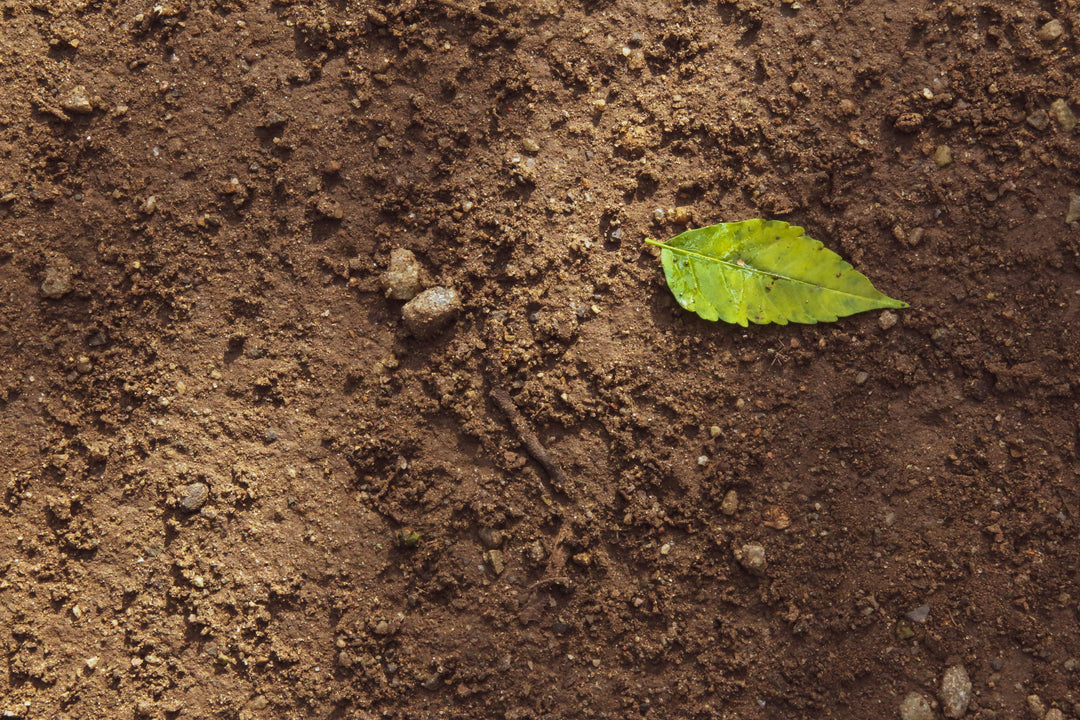 Soil Isn’t Dirt—It’s a Living Ecosystem